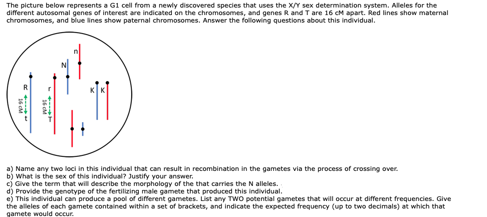 The picture below represents a G1 cell from a newly discovered species that uses the X/Y sex determination system. Alleles for the
different autosomal genes of interest are indicated on the chromosomes, and genes R and I are 16 cM apart. Red lines show maternal
chromosomes, and blue lines show paternal chromosomes. Answer the following questions about this individual.
a) Name any two loci in this individual that can result in recombination in the gametes via the process of crossing over.
b) What is the sex of this individual? Justify your answer.
c) Give the term that will describe the morphology of the that carries the N alleles.
d) Provide the genotype of the fertilizing male gamete that produced this individual.
e) This individual can produce a pool of different gametes. List any TWo potential gametes that will occur at different frequencies. Give
the alleles of each gamete contained within a set of brackets, and indicate the expected frequency (up to two decimals) at which that
gamete would occur.
16 cM
16 cM
