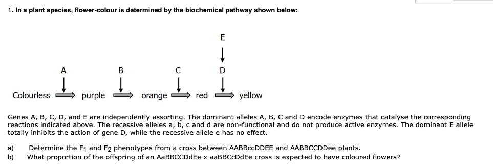 1. In a plant species, flower-colour is determined by the biochemical pathway shown below:
E
A
B
C
D
Colourless
purple
orange red yellow
Genes A, B, C, D, and E are independently assorting. The dominant alleles A, B, C and D encode enzymes that catalyse the corresponding
reactions indicated above. The recessive alleles a, b, c and d are non-functional and do not produce active enzymes. The dominant E allele
totally inhibits the action of gene D, while the recessive allele e has no effect.
a)
Determine the F1 and F2 phenotypes from a cross between AABBCCDDEE and AABBCCDDee plants.
b)
What proportion of the offspring of an AaBBCCDdEe x aaBBCcDdEe cross is expected to have coloured flowers?
