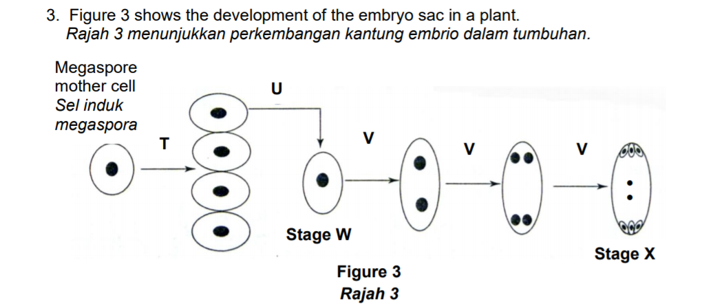 3. Figure 3 shows the development of the embryo sac in a plant.
Rajah 3 menunjukkan perkembangan kantung embrio dalam tumbuhan.
Megaspore
mother cell
Sel induk
U
megaspora
V
Stage W
Stage X
Figure 3
Rajah 3
>
>
