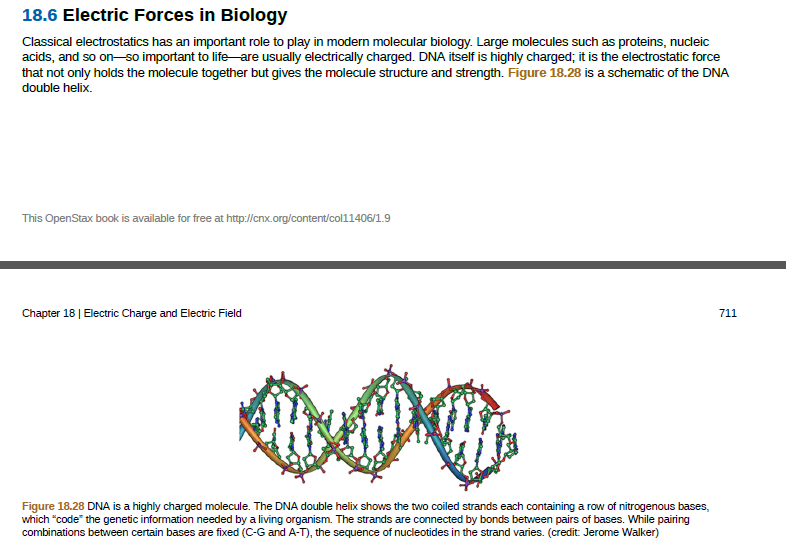 18.6 Electric Forces in Biology
Classical electrostatics has an important role to play in modern molecular biology. Large molecules such as proteins, nucleic
acids, and so on-so important to lifeare usually electrically charged. DNA itself is highly charged; it is the electrostatic force
that not only holds the molecule together but gives the molecule structure and strength. Figure 18.28 is a schematic of the DNA
double helix.
This OpenStax book is available for free at http://cnx.org/content/col11406/1.9
Chapter 18 | Electric Charge and Electric Field
711
Figure 18.28 DNA is a highly charged molecule. The DNA double helix shows the two coiled strands each containing a row of nitrogenous bases,
which "code" the genetic information needed by a living organism. The strands are connected by bonds between pairs of bases. While pairing
combinations between certain bases are fixed (C-G and A-T), the sequence of nucleotides in the strand varies. (credit Jerome Walker)
