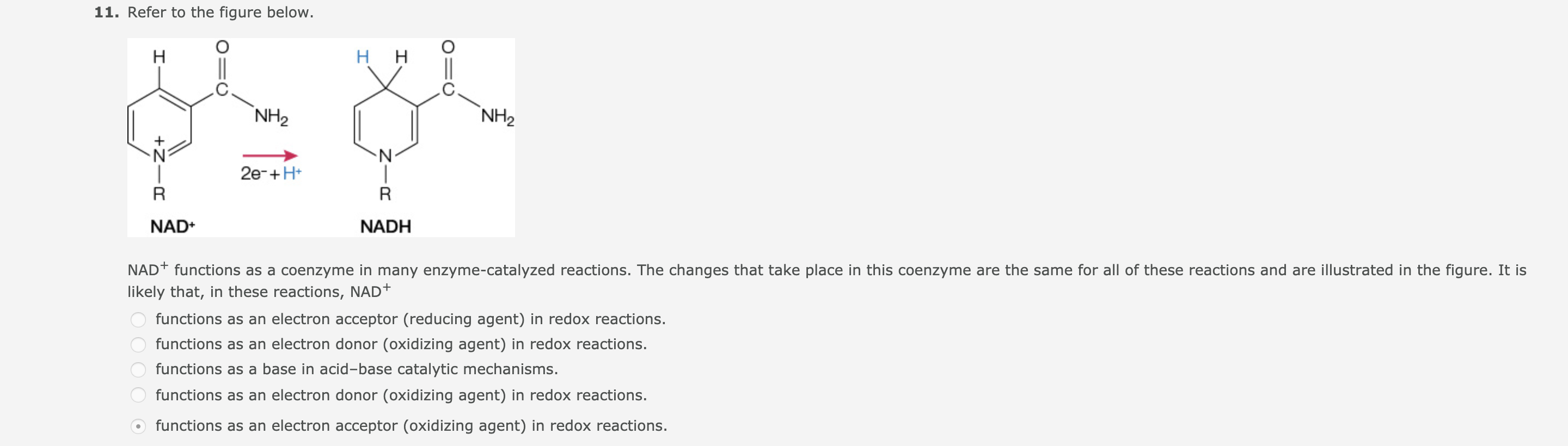 11. Refer to the figure below.
нн
Н
`NH2
NH2
N'
N-
2e-+H*
R
NAD+
NADH
NAD+ functions as a coenzyme in many enzyme-catalyzed reactions. The changes that take place in this coenzyme are the same for all of these reactions and are illustrated in the figure. It is
likely that, in these reactions, NAD+
functions as an electron acceptor (reducing agent) in redox reactions.
functions as an electron donor (oxidizing agent) in redox reactions.
functions as a base in acid-base catalytic mechanisms.
functions as an electron donor (oxidizing agent) in redox reactions.
functions as an electron acceptor (oxidizing agent) in redox reactions.
+Z-
