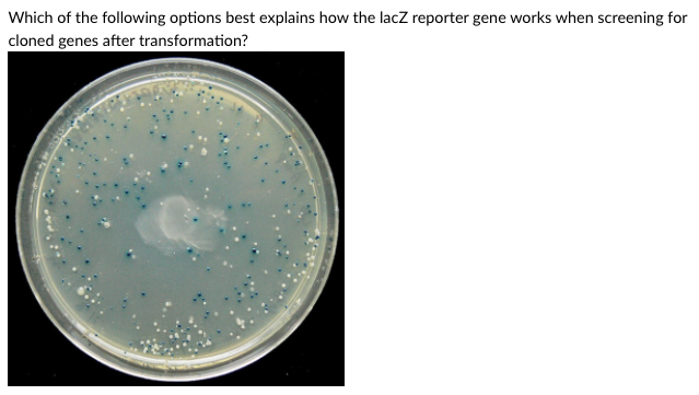 Which of the following options best explains how the lacZ reporter gene works when screening for
cloned genes after transformation?

