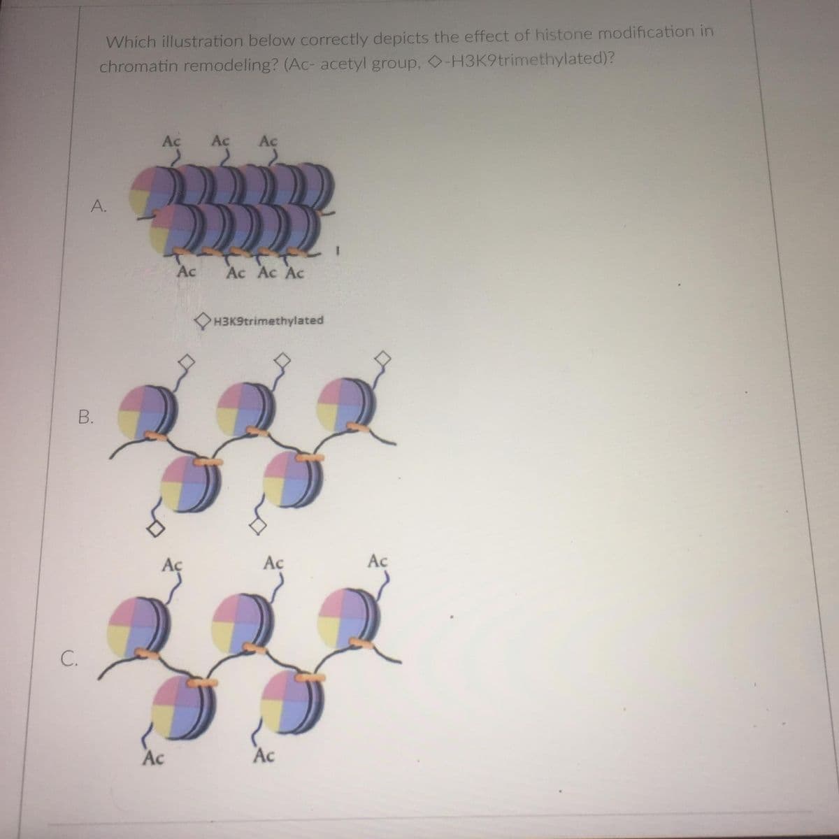 Which illustration below correctly depicts the effect of histone modification in
chromatin remodeling? (Ac- acetyl group, -H3K9trimethylated)?
Ac
Ac
AC AC AC
A.
m
2
Ac Ac Ac Ac
B.
C.
Ac
Ac
H3K9trimethylated
Ac
Ac
Ac