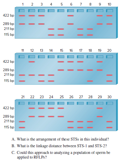 4 5 6 7 8 9
10
422 bp
289 bp
211 bp
115 bp
11 12
13
14
15
16 17 18 19 20
422 bp
289 bp
211 bp
115 bp
23
24
25
26
27
28
29
30
422 bp
289 bp
211 bp
115 bp
A. What is the arrangement of the se STSS in this individual?
B. What is the linkage distance between STS-1 and STS-2?
C. Could this approach to analyzing a population of sperm be
applied to RFLPS?
3.
22
2.
21
