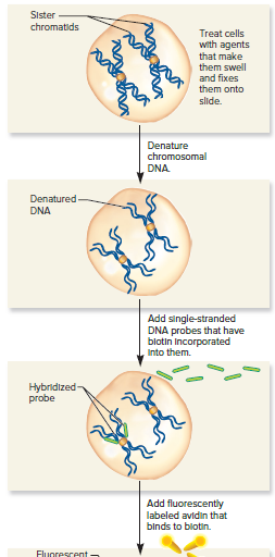 Sister
chromatids
Treat cells
with agents
that make
them swell
and fixes
them onto
slide.
Denature
chromosomal
DNA
Denatured-
DNA
Add single-stranded
DNA probes that have
blotin Incorporated
Into them.
Hybridized
probe
Add fluorescently
labeled avidin that
binds to blotin.
Fluorescent
