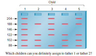 Child
4
204-
188-
146-
122
102
88-
Which children can you definitely assign to father 1 or father 2?
||| |||
LO
I|||
3.
