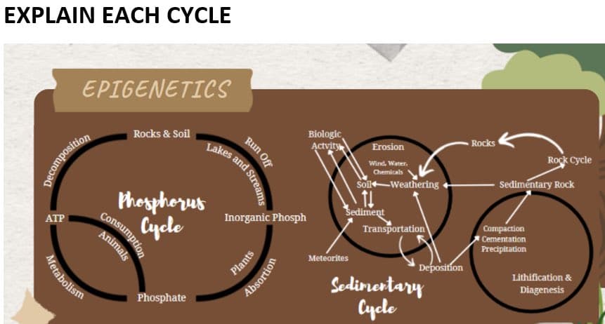 EXPLAIN EACH CYCLE
EPIGENETICS
Biologic
Actvity
Rocks
Rocks & Soil
Erosion
Rock Cycle
Wind, Water.
Chemicals
Sol Weathering
Sedimentary Rock
Phorphorus
consumption
Sediment
Transportation
Inorganic Phosph
Cycle
Compaction
Cementation
ATP
Animals
Precipitation
Meteorites
Deposition
Lithification &
Plants
Sedirertary
Cycle
Diagenesis
Phosphate
Run Off
and Streams
ecomposition
Absortion
Metabolism
