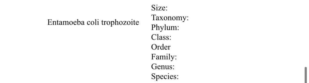 Entamoeba coli trophozoite
Size:
Taxonomy:
Phylum:
Class:
Order
Family:
Genus:
Species: