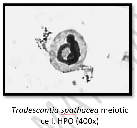 Tradescantia spathacea meiotic
cell. HPO (400x)
