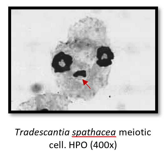 Tradescantia spathacea meiotic
cell. HPO (400x)
