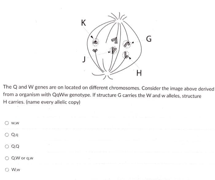 K
G
J
H.
The Q and W genes are on located on different chromosomes. Consider the image above derived
from a organism with QqWw genotype. If structure G carries the W and w alleles, structure
H carries. (name every allelic copy)
w,w
Q.q
O QQ
O QW or q.w
O Ww
