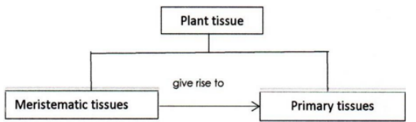 Plant tissue
give rise to
Meristematic tissues
Primary tissues
