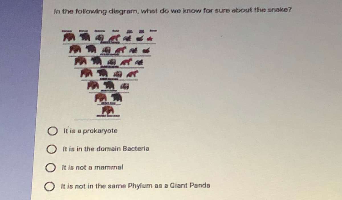 In the following diagram, what do we know for sure about the snake?
O It is a prokaryote
It is in the dormain Bacteria
O It is not a mammal
O It is not in the same Phylum as a Giant Panda
