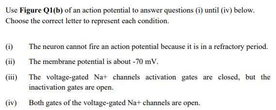 Use Figure Q1(b) of an action potential to answer questions (i) until (iv) below.
Choose the correct letter to represent each condition.
(i)
The neuron cannot fire an action potential because it is in a refractory period.
(ii)
The membrane potential is about -70 mV.
(iii)
The voltage-gated Na+ channels activation gates are closed, but the
inactivation gates are open.
(iv)
Both gates of the voltage-gated Na+ channels are open.
