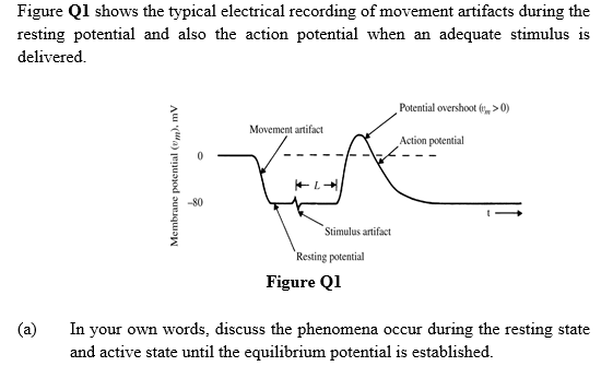 Figure Ql shows the typical electrical recording of movement artifacts during the
resting potential and also the action potential when an adequate stimulus is
delivered.
Potential overshoot (, > 0)
Movement artifact
Action potential
-80
Stimulus artifact
Resting potential
Figure Ql
In your own words, discuss the phenomena occur during the resting state
and active state until the equilibrium potential is established.
(a)
Membrane potential (m), mV
