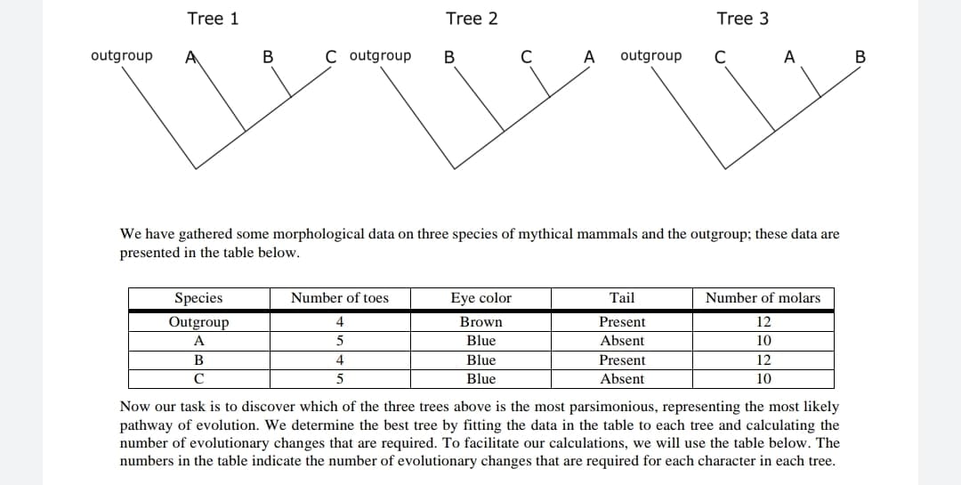 Tree 1
Tree 2
Tree 3
outgroup
В
C outgroup
В
outgroup
A
В
We have gathered some morphological data on three species of mythical mammals and the outgroup; these data are
presented in the table below.
Species
Number of toes
Eye color
Tail
Number of molars
Outgroup
4
Brown
Present
12
A
Blue
Absent
10
B
Blue
Present
12
C
5
Blue
Absent
10
Now our task is to discover which of the three trees above is the most parsimonious, representing the most likely
pathway of evolution. We determine the best tree by fitting the data in the table to each tree and calculating the
number of evolutionary changes that are required. To facilitate our calculations, we will use the table below. The
numbers in the table indicate the number of evolutionary changes that are required for each character in each tree.
