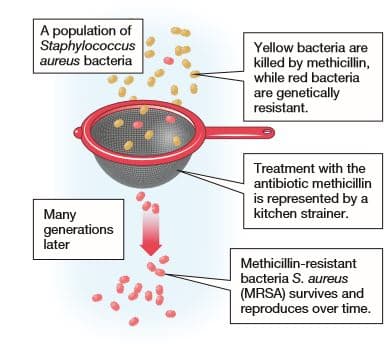 A population of
Staphylococcus
aureus bacteria
Yellow bacteria are
killed by methicillin,
while red bacteria
are genetically
resistant.
Treatment with the
antibiotic methicillin
is represented by a
kitchen strainer.
Many
generations
later
Methicillin-resistant
bacteria S. aureus
(MRSA) survives and
reproduces over time.
