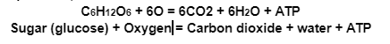 C6H12O6 + 60 = 6CO2 + 6H2O + ATP
Sugar (glucose) + Oxygen|= Carbon dioxide + water + ATP
