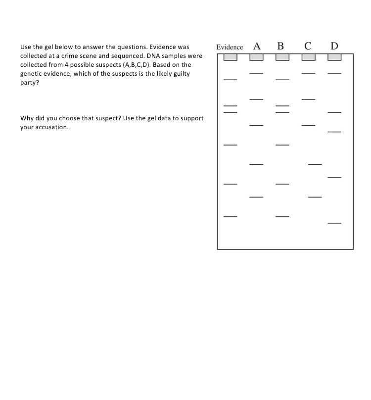 Evidence A B C
D
Use the gel below to answer the questions. Evidence was
collected at a crime scene and sequenced. DNA samples were
collected from 4 possible suspects (A,B,C,D). Based on the
genetic evidence, which of the suspects is the likely guilty
party?
Why did you choose that suspect? Use the gel data to support
your accusation.
||
|
|
