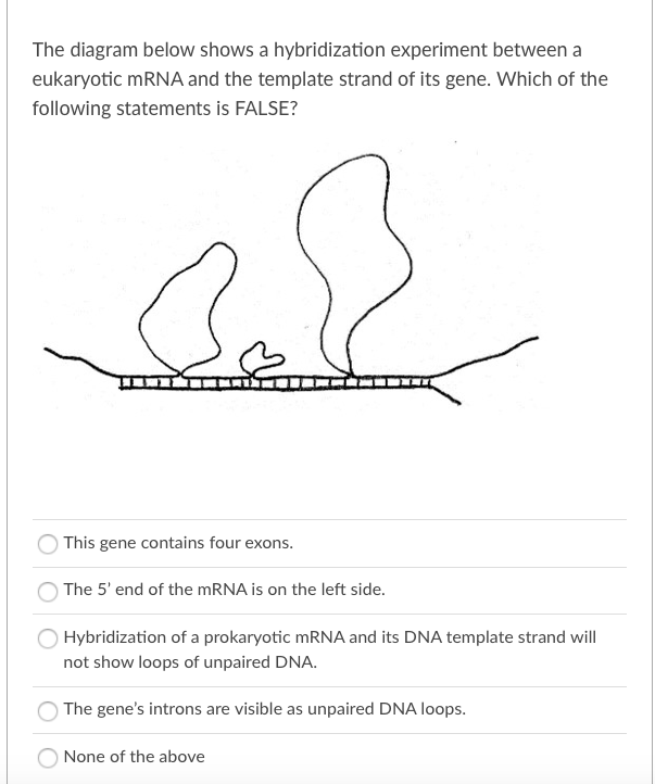 The diagram below shows a hybridization experiment between a
eukaryotic MRNA and the template strand of its gene. Which of the
following statements is FALSE?
This gene contains four exons.
The 5' end of the MRNA is on the left side.
Hybridization of a prokaryotic MRNA and its DNA template strand will
not show loops of unpaired DNA.
The gene's introns are visible as unpaired DNA loops.
None of the above

