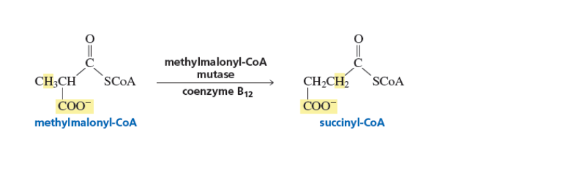 methylmalonyl-CoA
mutase
CH;CH
SCOA
CH2CH2
SCOA
coenzyme B12
COO-
COO-
methylmalonyl-CoA
succinyl-CoA
