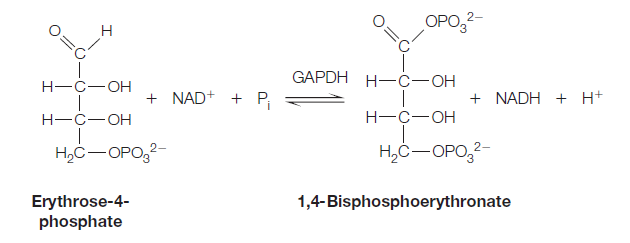 OPO,-
GAPDH H—С-ОН
H-C-OH
+ NAD+ + P,
+ NADH + н+
Н-с—ОН
H-C-OH
H,C-OPO,2-
H,Ć-OPO,2-
Erythrose-4-
phosphate
1,4-Bisphosphoerythronate
