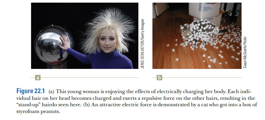 Figure 22.1 (a) This young woman is enjoying the effects of electrically charging her body. Each indi-
vidual hair on her head becomes charged and exerts a repulsive force on the other hairs, resulting in the
"stand-up" hairdo seen here. (b) An attractive electric force is demonstrated by a cat who got into a box of
styrofoam peanuts.
JENS SCHLUETER/Getty Images
Sean McGrath/Flickr
