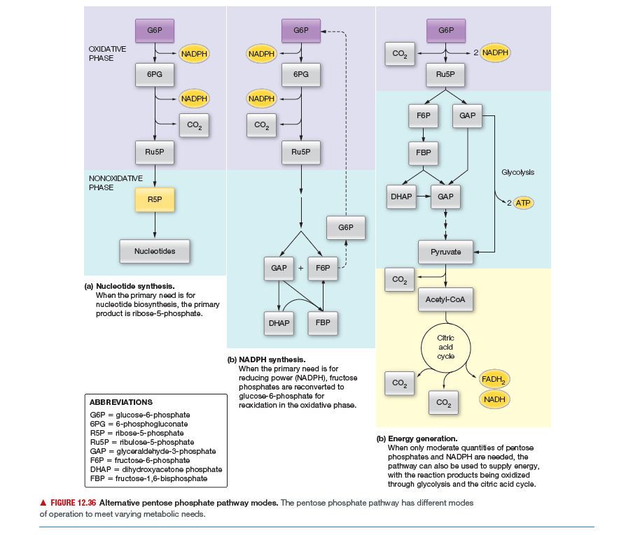 G6P
G6P
G6P
OXIDATIVE
NADPH
NADPH
co2
2 NADPH
PHASE
6PG
6PG
Ru5P
NADPH
NADPH
F6P
GAP
co2
cO2
Ru5P
Ru5P
FBP
Glycolysls
NONOXIDATIVE
PHASE
DHAP
GAP
R5P
2 ATP
G6P
Nucleotides
Pyruvate
GAP
+
F6P
co,
(a) Nucleotide synthesis.
When the primary need is for
nucleotide biosynthesis, the primary
product is ribose-5-phosphate.
Acetyl-CoA
DHAP
FBP
Citric
acld
cycle
(b) NADPH synthesis.
When the primary need is for
reducing power (NADPH), fructose
phosphates are reconverted to
glucose-6-phosphate for
reaxidation in the oxidative phase.
co2
FADH,
NADH
ABBREVIATIONS
co2
G6P = glucose-6-phosphate
6PG = 6-phosphogluconate
R5P = ribose-5-phosphate
Ru5P = ribulose-5-phosphate
GAP = glyceraldehyde-3-phosphate
F6P = fructose-6-phosphate
DHAP = dihydroxyacetone phosphate
FBP = fructose-1,6-bisphosphate
(b) Energy generation.
When only moderate quantities of pentose
phosphates and NADPH are needed, the
pathway can also be used to supply energy,
with the reaction products being oxidized
through glycolysis and the citric acid cycle.
A FIGURE 12.36 Altemative pentose phosphate pathway modes. The pentose phosphate pathway has different modes
of operation to meet varying metabolic needs.
