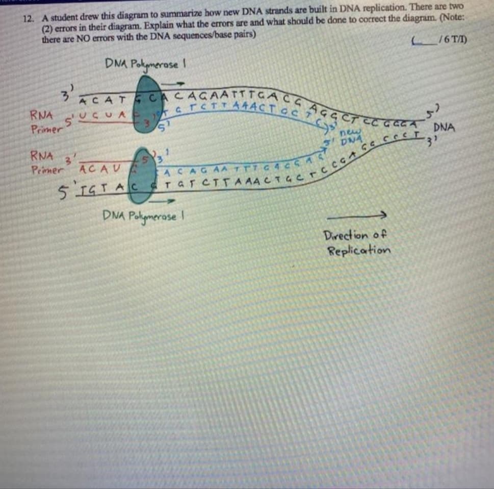 12. A student drew this diagram to summarize how new DNA strands are built in DNA replication. There are two
(2) errors in their diagram. Explain what the errors are and what should be done to correct the diagram. (Note:
there are NO errors with the DNA sequences/base pairs)
L_/6 T/I)
DNA Pokymerase
1.
3.
ACAT CACAGAATTTCAC
TCTCTT
AAACT OC
RNA
s'USUA
Primer
६६टाव्टदव
DNA
new
SDNA
RNA
3'
Primer
ACAU
ACAGAA TT7 C4
5 IGTAC
DNA Polymerase I
Direction of
Replication
