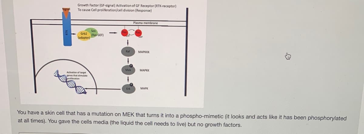 Growth Factor (GF-signal) Activation of GF Receptor (RTK-receptor)
Signal
To cause Cell proliferation/cell division (Response)
Plasma membrane
Sos
Grb2 (Ras GEF)
(adapter)
Raf
МАРКК
Mek
МАРКК
Activation of target
genes that stimulate
Erk
МАРК
You have a skin cell that has a mutation on MEK that turns it into a phospho-mimetic (it looks and acts like it has been phosphorylated
at all times). You gave the cells media (the liquid the cell needs to live) but no growth factors.
