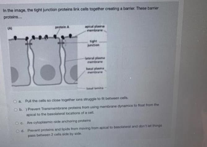 In the image, the tight junction proteins link cells together creating a barrier. These barrier
proteins...
protein A
apical plana
embrane
(A)
tight
ntion
lateral plauma
brane
banal plama
membrane
bal lamina
Oa Puli the cells so close together ions struggle to fit between cells.
O b. ) Prevent Transmembrane proteins from using membrane dynamics to float from the
apical to the basolateral locations of a cell.
OC. Are cytoplasmic-side anchoring proteins
O d. Prevent proteins and lipids trom moving from apical to basolateral and don't let things
pass between 2 cells side by side.
