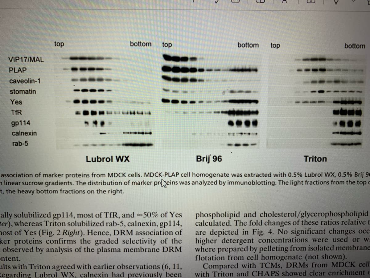 top
bottom
top
bottom
top
bottom
VIP17/MAL
PLAP
caveolin-1
stomatin
Yes
TfR
gp114
calnexin
rab-5
Lubrol WX
Brij 96
Triton
association of marker proteins from MDCK cells. MDCK-PLAP cell homogenate was extracted with 0.5% Lubrol WX, 0.5% Brij 96
n linear sucrose gradients. The distribution of marker preins was analyzed by immunoblotting. The light fractions from the top c
t, the heavy bottom fractions on the right.
ally solubilized gp114, most of TfR, and 50% of Yes
ter), whereas Triton solubilized rab-5, calnexin, gp114,
nost of Yes (Fig. 2 Right). Hence, DRM association of
ker proteins confirms the graded selectivity of the
observed by analysis of the plasma membrane DRM
ntent.
ults with Triton agreed with earlier observations (6, 11,
Regarding Lubrol WX, calnexin had previously been
phospholipid and cholesterol/glycerophospholipid
calculated. The fold changes of these ratios relative t
are depicted in Fig. 4. No significant changes occ
higher detergent concentrations were used or wi
where prepared by pelleting from isolated membrane
flotation from cell homogenate (not shown).
Compared with TCMS, DRMS from MDCK cell
with Triton and CHAPS showed clear enrichment c
