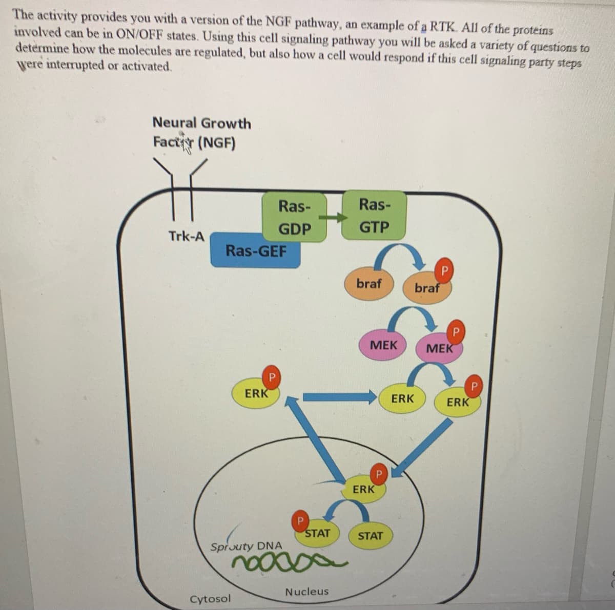 The activity provides you with a version of the NGF pathway, an example of a RTK. All of the proteins
involved can be in ON/OFF states. Using this cell signaling pathway you will be asked a variety of questions to
determine how the molecules are regulated, but also how a cell would respond if this cell signaling party steps
were interrupted or activated.
Neural Growth
Factir (NGF)
Ras-
Ras-
GDP
GTP
Trk-A
Ras-GEF
braf
braf
МЕК
МЕК
ERK
ERK
ERK
ERK
STAT
STAT
Spiouty DNA
Nucleus
Cytosol
