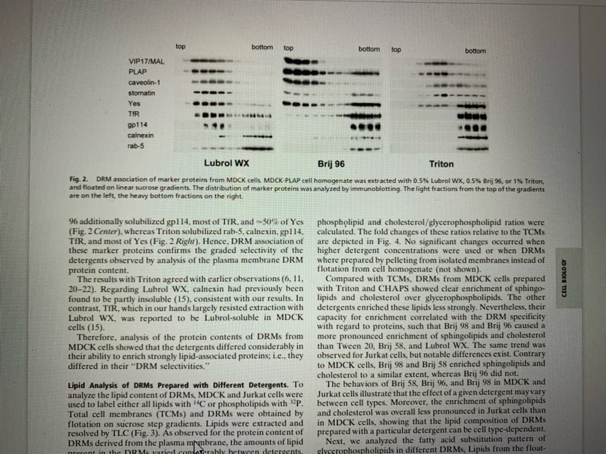 top
bottom
top
bottom
top
bottom
VIP17/MAL
PLAP
caveolin-1
stomatin
Yes
TIR
gp114
calnexin
rab-5
Lubrol WX
Brij 96
Triton
Fig. 2. DRM association of marker proteins from MDCK cells. MDCK-PLAP cell homogenate was extracted with 0.5% Lubrol WX, 0.5% Brij 96, or 1% Triton,
and floated on linear sucrose gradients. The distribution of marker proteins was analyzed by immunoblotting. The light fractions from the top of the gradients
are on the left, the heavy bottom fractions on the right.
96 additionally solubilized gp114, most of TfR, and -50% of Yes
(Fig. 2 Center), whereas Triton solubilized rab-5, calnexin, gp114.
TfR, and most of Yes (Fig. 2 Right). Hence, DRM association of
these marker proteins confirms the graded selectivity of the
detergents obscrved by analysis of the plasma membrane DRM
protein content.
The results with Triton agreed with earlier observations (6, 11,
20-22). Regarding Lubrol WX, calnexin had previously been
found to be partly insoluble (15), consistent with our results. In
contrast, TfR, which in our hands largely resisted extraction with
Lubrol WX, was reported to be Lubrol-soluble in MDCK
cells (15).
Therefore, analysis of the protein contents of DRMS from
MDCK cells showed that the detergents differed considerably in
their ability to enrich strongly lipid-associated proteins; i.e., they
differed in their "DRM selectivities."
phospholipid and cholesterol/glycerophospholipid ratios were
calculated. The fold changes of these ratios relative to the TCMS
are depicted in Fig. 4. No significant changes occurred when
higher detergent concentrations were used or when DRMS
where prepared by pelleting from isolated membranes instead of
flotation from cell homogenate (not shown).
Compared with TCMS, DRMS from MDCK cells prepared
with Triton and CHAPS showed clear enrichment of sphingo-
lipids and cholesterol over glycerophospholipids. The other
detergents enriched these lipids less strongly. Nevertheless, their
capacity for enrichment correlated with the DRM specificity
with regard to proteins, such that Brij 98 and Brij 96 caused a
more pronounced enrichment of sphingolipids and cholesterol
than Tween 20, Brij 58, and Lubrol WX. The same trend was
observed for Jurkat cells, but notable differences exist. Contrary
to MDCK cells, Brij 98 and Brij 58 enriched sphingolipids and
cholesterol to a similar extent, whereas Brij 96 did not.
The behaviors of Brij 58, Brij 96, and Brij 98 in MDCK and
Jurkat cells illustrate that the effect of a given detergent may vary
between cell types. Morcover, the enrichment of sphingolipids
and cholesterol was overall less pronounced in Jurkat cells than
in MDCK cells, showing that the lipid composition of DRMS
prepared with a particular detergent can be cell type-dependent.
Next, we analyzed the fatty acid substitution pattern of
slyserophospholipids in different DRMS, Lipids from the float-
Lipid Analysis of DRMS Prepared with Different Detergents. To
analyze the lipid content of DRMS, MDCK and Jurkat cells were
used to label cither all lipids with 14C or phospholipids with 32P.
Total cell membranes (TCMS) and DRMS were obtained by
flotation on sucrose step gradients. Lipids were extracted and
resolved by TLC (Fig. 3). As observed for the protein content of
DRMS derived from the plasma mrmbrane, the amounts of lipid
presant in the DRMS varicd contaterably between detergents.
