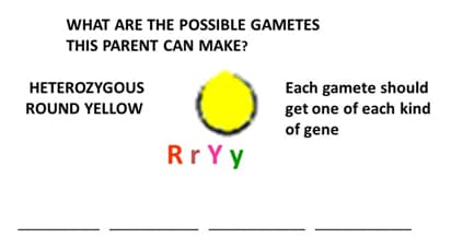 WHAT ARE THE POSSIBLE GAMETES
THIS PARENT CAN MAKE?
Each gamete should
get one of each kind
of gene
HETEROZYGOUS
ROUND YELLOW
RrYy
