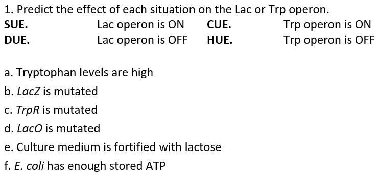 1. Predict the effect of each situation on the Lac or Trp operon.
Lac operon is ON
Lac operon is OFF
SUE.
CUE.
Trp operon is ON
DUE.
HUE.
Trp operon is OFF
a. Tryptophan levels are high
b. LacZ is mutated
c. TrpR is mutated
d. LacO is mutated
e. Culture medium is fortified with lactose
f. E. coli has enough stored ATP
