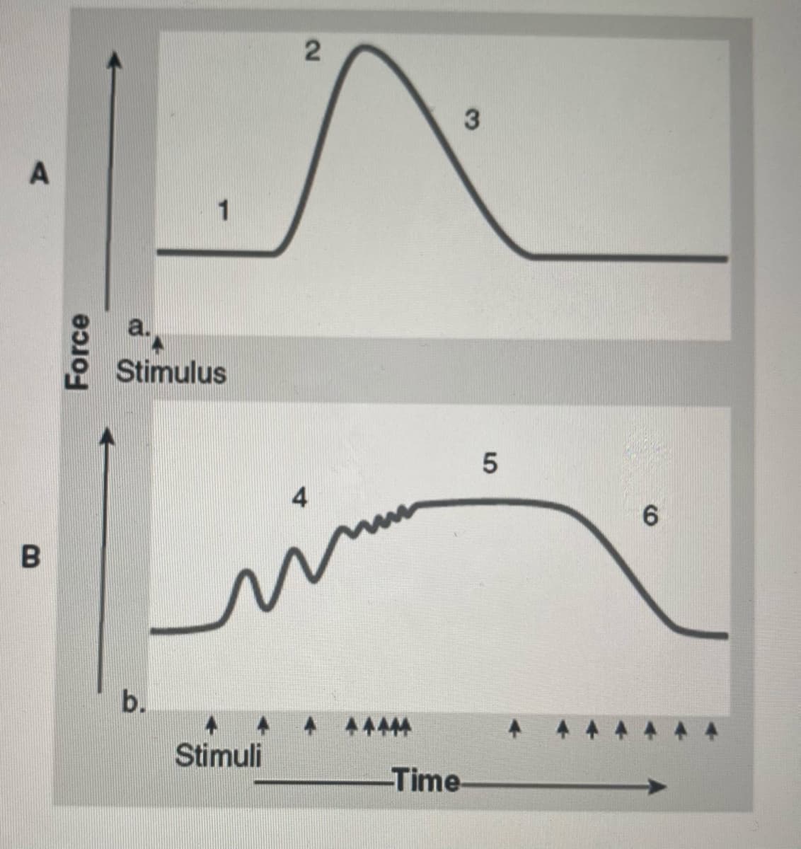 3
A
a.
Stimulus
4
in
b.
4444
Stimuli
-Time-
Force
5
