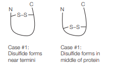 N
-S-S
N
S-S-
Case #1:
Disulfide forms
Case #1:
Disulfide forms in
near termini
middle of protein
