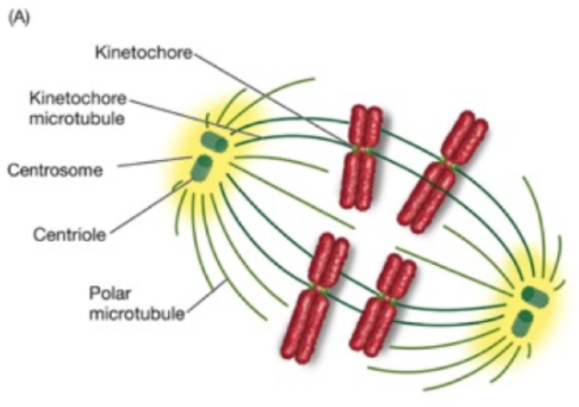 (A)
Kinetochore-
Kinetochore
microtubule
Centrosome
Centriole
Polar
microtubule
