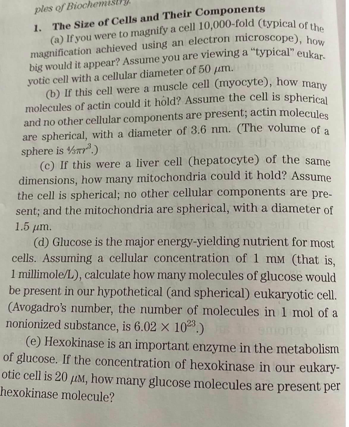 molecules of actin could it hold? Assume the cell is spherical
The Size of Cells and Their Components
(a) If you were to magnify a cell 10,000-fold (typica] of u
magnification achieved using an electron microscope), ho
ples of Bioch
1.
yotic cell with a cellular diameter of 50 µm.
(b) If this cell were a muscle cell (myocyte),
how
many
and no other cellular components are present; actin molecules
are spherical, with a diameter of 3.6 nm. (The volume of a
sphere is %ar.)
(c) If this were a liver cell (hepatocyte) of the same
dimensions, how many mitochondria could it hold? Assume
the cell is spherical; no other cellular components are pre-
sent; and the mitochondria are spherical, with a diameter of
1.5 µm. h
(d) Glucose is the major energy-yielding nutrient for most
cells. Assuming a cellular concentration of 1 mM (that is,
1 millimole/L), calculate how many molecules of glucose would
be present in our hypothetical (and spherical) eukaryotic cell.
(Avogadro's number, the number of molecules in 1 mol of a
nonionized substance, is 6.02 X 10.)
(e) Hexokinase is an important enzyme in the metabolism
of glucose. If the concentration of hexokinase in our eukary-
otic cell is 20 uM, how many glucose molecules are present per
hexokinase molecule?
