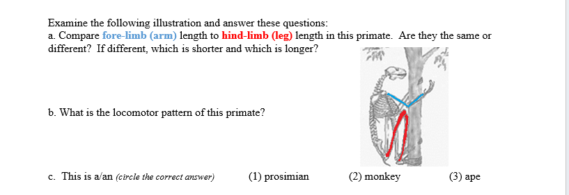 Examine the following illustration and answer these questions:
a. Compare fore-limb (arm) length to hind-limb (leg) length in this primate. Are they the same or
different? If different, which is shorter and which is longer?
b. What is the locomotor pattern of this primate?
c. This is a/an (circle the correct answer)
(1) prosimian
(2) monkey
(3) ape