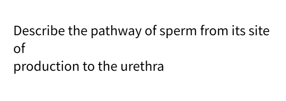 Describe the pathway of sperm from its site
of
production to the urethra
