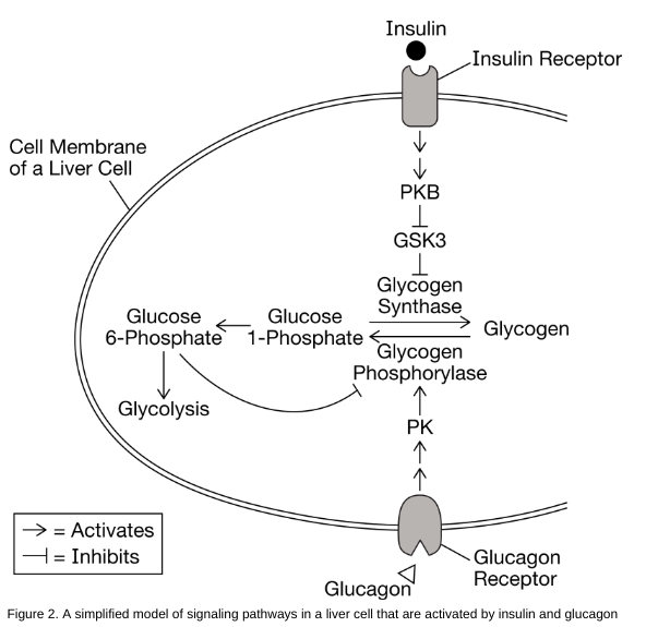 Cell Membrane
of a Liver Cell
Glucose
6-Phosphate
Glycolysis
→ = Activates
= Inhibits
Glucose
1-Phosphate
Insulin
PKB
1
GSK3
1
Glycogen
Synthase
Insulin Receptor
PK
个
Glycogen
Glycogen
Phosphorylase
Glucagon
Receptor
Glucagon
Figure 2. A simplified model of signaling pathways in a liver cell that are activated by insulin and glucagon
