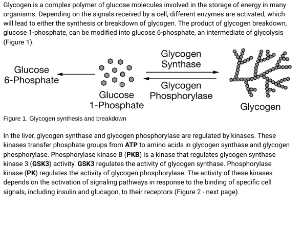 Glycogen is a complex polymer of glucose molecules involved in the storage of energy in many
organisms. Depending on the signals received by a cell, different enzymes are activated, which
will lead to either the synthesis or breakdown of glycogen. The product of glycogen breakdown,
glucose 1-phosphate, can be modified into glucose 6-phosphate, an intermediate of glycolysis
(Figure 1).
THE
Glycogen
Glucose
6-Phosphate
Glucose
1-Phosphate
Figure 1. Glycogen synthesis and breakdown
Glycogen
Synthase
Glycogen
Phosphorylase
In the liver, glycogen synthase and glycogen phosphorylase are regulated by kinases. These
kinases transfer phosphate groups from ATP to amino acids in glycogen synthase and glycogen
phosphorylase. Phosphorylase kinase B (PKB) is a kinase that regulates glycogen synthase
kinase 3 (GSK3) activity. GSK3 regulates the activity of glycogen synthase. Phosphorylase
kinase (PK) regulates the activity of glycogen phosphorylase. The activity of these kinases
depends on the activation of signaling pathways in response to the binding of specific cell
signals, including insulin and glucagon, to their receptors (Figure 2 - next page).
