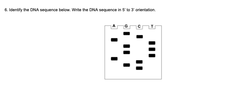 6. Identify the DNA sequence below. Write the DNA sequence in 5' to 3' orientation.
