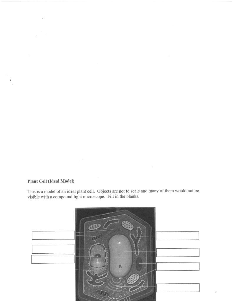 Plant Cell (Ideal Model)
This is a model of an ideal plant cell. Objects are not to scale and many of them would not be
visible with a compound light microscope. Fill in the blanks.
CIID
