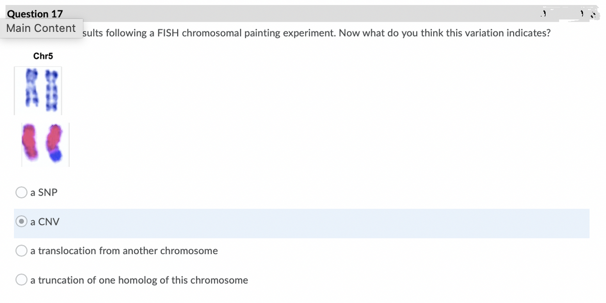 Question 17
Main Content
sults following a FISH chromosomal painting experiment. Now what do you think this variation indicates?
Chr5
a SNP
Oa CNV
a translocation from another chromosome
a truncation of one homolog of this chromosome
