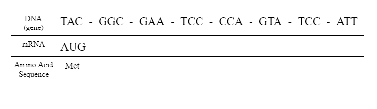 DNA
TAC
GGC
GAA - TCC - CCA - GTA - TCC
ATT
(gene)
MRNA
AUG
Amino Acid
Met
Sequence

