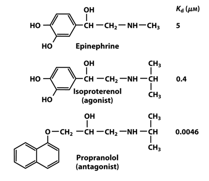 OH
Kа (им)
но
CH -CH2-NH-CH3
5
но
Epinephrine
OH
CH3
но
CH -CH2 -NH -CH
0.4
Isoproterenol
(agonist)
CH3
но
OH
CH3
о-CH2 — СH — CH2 —NH — СH
0.0046
CH3
Propranolol
(antagonist)
