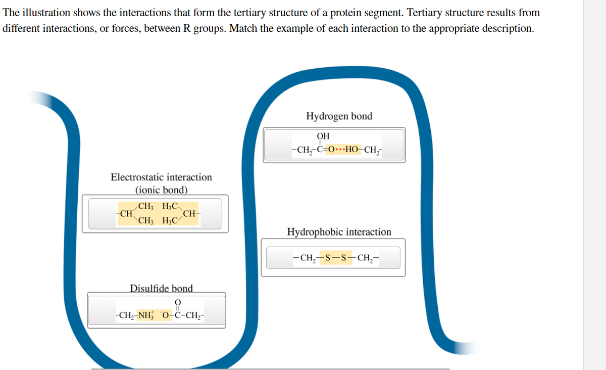 The illustration shows the interactions that form the tertiary structure of a protein segment. Tertiary structure results from
different interactions, or forces, between R groups. Match the example of each interaction to the appropriate description.
Hydrogen bond
ОН
-CH-C-0---HO-CH-
=0…
Electrostatic interaction
(ionic bond)
CH3 H;C
-CH
CH3 H;C/
CH-
Hydrophobic interaction
- CH,-S-S-CH,-
Disulfide bond
-CH,-NH; 0-C-CH,-
